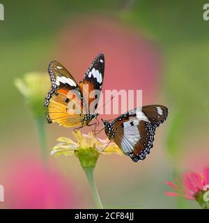 Butterflies Sitting on a Flower. Macro Photo Shoot Stock Photo