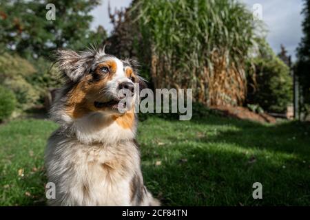 an australian shepherd wide angle shot sitting on the green gras looking to the side smiling Stock Photo