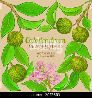 calodendrum vector frame Stock Vector