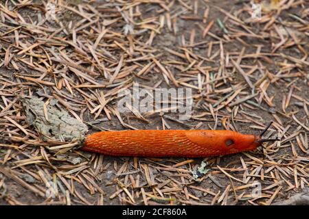 Bright orange red slug, also called Arion rufus or Rote Wegschnecke Stock Photo