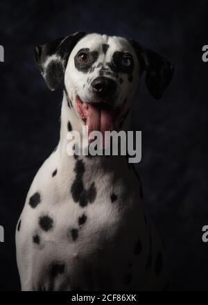 Calm adult interested Dalmatian dog Stock Photo