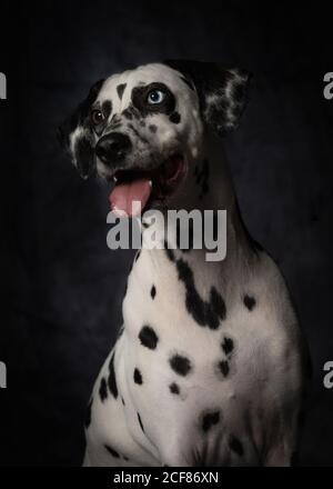 Obedient black and white spotted Dalmatian dog with mouth open and sticking out tongue looking away with curiosity against dark gray wall in studio Stock Photo