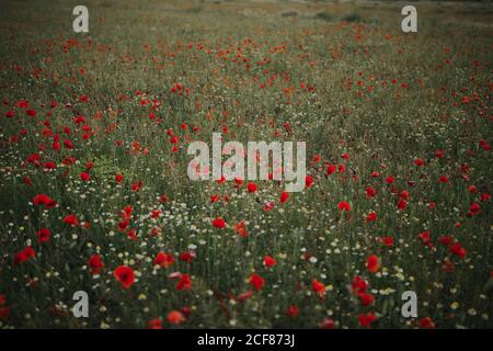 Wonderful green meadow with lonely cornflowers among plenty red poppies and white chamomiles on blurred background of green grass in summer Stock Photo