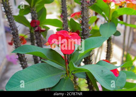 thorn flower special growing in garden beautyfull pink flower image Stock Photo