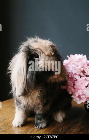 Domestic lop rabbit with thick fur sitting on wooden table with fresh flowers in modern room and looking at camera Stock Photo