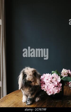 Domestic lop rabbit with thick fur sitting on wooden table with fresh flowers in modern room and looking at camera Stock Photo