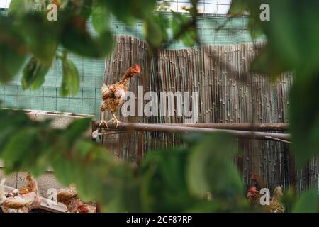 Brown hen in chicken coop Stock Photo