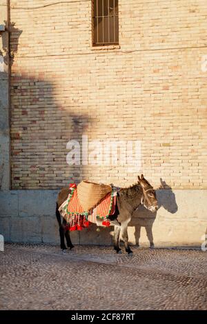 Side view of domestic donkey with wicker baskets standing on paved street in city on sunny day Stock Photo