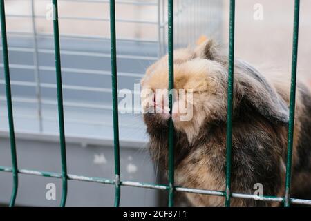 Cute fluffy bunny sitting in cage and gnawing metal rods with sharp teeth Stock Photo