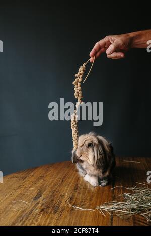 faceless male with dried plant playing with adorable bunny sitting on table with hay in modern living room Stock Photo