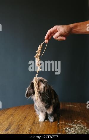 faceless male with dried plant playing with adorable bunny sitting on table with hay in modern living room Stock Photo