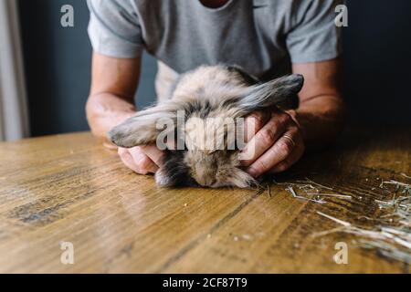 unrecognizable senior male stroking fluffy bunny with thick fur placed on wooden table Stock Photo