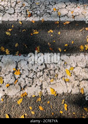 From above of yellow fallen leaves on asphalt ground with painted white lines of crosswalk on sunny day in autumn Stock Photo