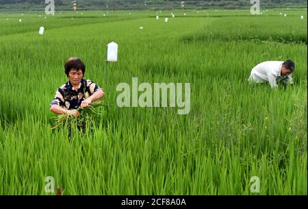 (200904) -- HANZHONG, Sept. 4, 2020 (Xinhua) -- Villagers work in the paddy field of Zhoujiakan Village in Yangxian County, northwest China's Shaanxi Province, July 31, 2020. On May 23, 1981, the world's last seven wild crested ibises were found in Yangxian County. In order to protect crested Ibis, the local government encourages farmers not to use chemical fertilizers and pesticides in the farmland in the crested Ibis habitats. Yangxian had chosen organic industry as a way to solve the contradiction between protecting ecological environment and crested ibis and developing economy. Taking t Stock Photo