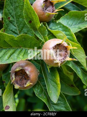 Edible fruits of the medlar (Mespilus germanica) in late summer to early autumn, growing in Hampshire, southern England Stock Photo
