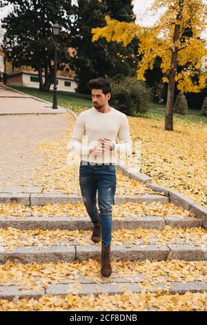 Glamorous handsome man in jeans and white sweater walking on yellow autumn leaves in city Stock Photo