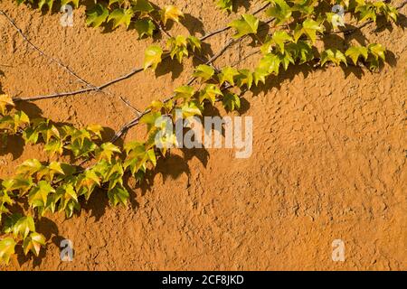 Climbing plant on the old rusty wall. Vintage style Stock Photo