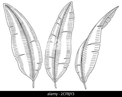 Banana palm leaf graphic black white isolated sketch illustration vector Stock Vector