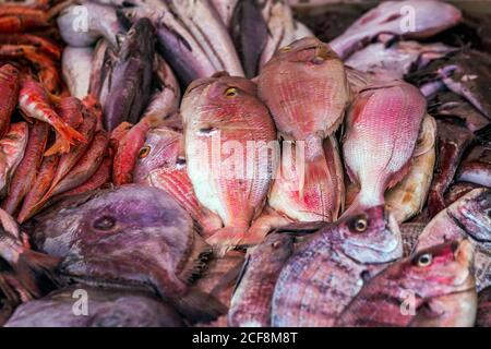 Fish from Atlantic ocean at the Essaouira port in Morocco. Stock Photo