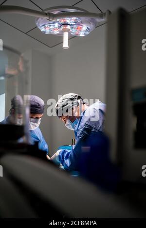 Veterinarian surgeons and nurses in uniform concentrating and operating dog using special equipment in operating room of contemporary hospital Stock Photo