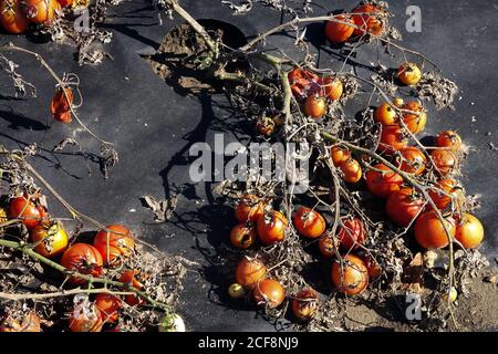 Plastic mulch, mulching plants, benefits - suspended weeds, water retention, and soil microclimate, generally easier maintenance, ripening tomatoes Stock Photo