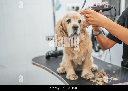 anonymous Woman trimming fur on ear of sad spaniel dog with electric shaver on table in grooming salon Stock Photo