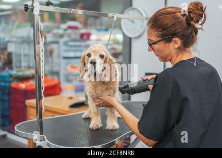 Side view of focused female groomer in glasses drying fur of adorable spaniel dog during work in salon Stock Photo