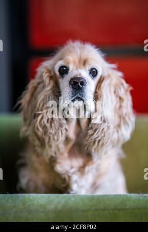 Cute tranquil Cocker Spaniel dog sitting on sofa and looking at camera while resting in cozy room Stock Photo