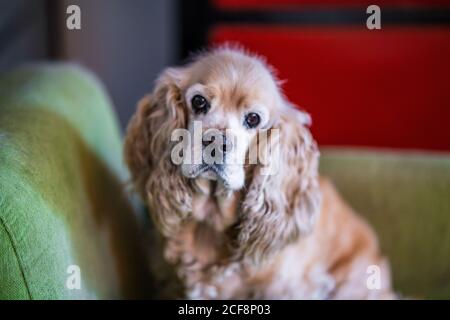 Cute tranquil Cocker Spaniel dog sitting on sofa and looking at camera while resting in cozy room Stock Photo