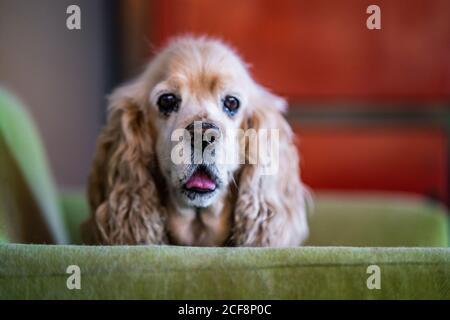 Cute tranquil Cocker Spaniel dog sitting on sofa and looking at camera while resting in cozy room Stock Photo