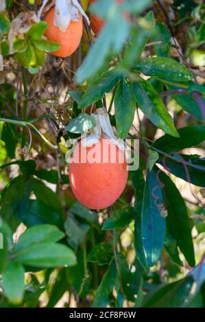 Ripe pink exotic passion fruit hanging on passionflora plant, ready to harvest Stock Photo