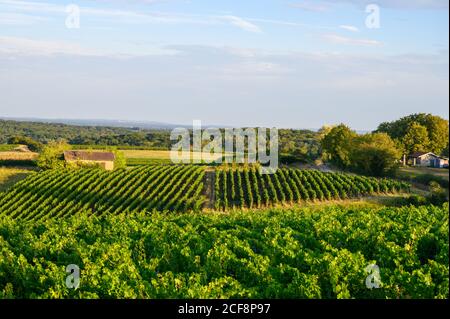 Green vineyards located on hills of  Jura French region ready to harvest and making red, white and special jaune wine, late sunmer in France Stock Photo