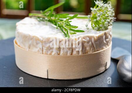 French cheeses collection, piece of matured camembert cow milk cheese with white mold from Normandy Stock Photo