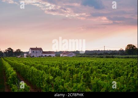 Rows with green grape plants on vineyards in Campania, South of Italy Stock Photo