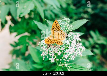 Beautiful orange butterfly on the green plant Stock Photo