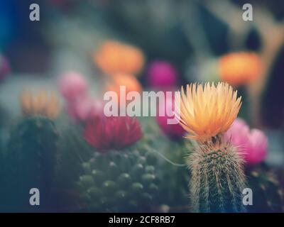 Pretty flowers growing in garden Stock Photo