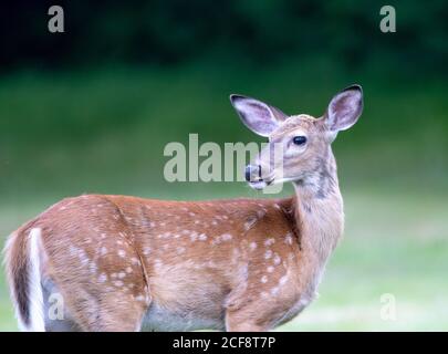 Wild white-tailed deer grazing on the green lawn in the summer. Stock Photo