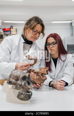 Scientists examining skull in lab Stock Photo