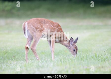 Wild white-tailed deer grazing on the green lawn in the summer. Stock Photo