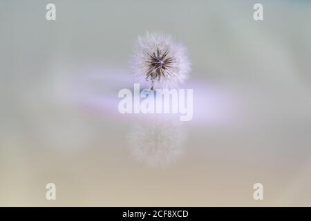 Closeup of dandelion bulb in soft cold light with purple shade on mirror background Stock Photo