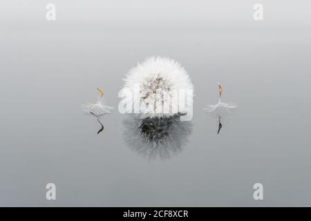 Closeup of dandelion bulb in soft cold light with reflection on mirror background Stock Photo
