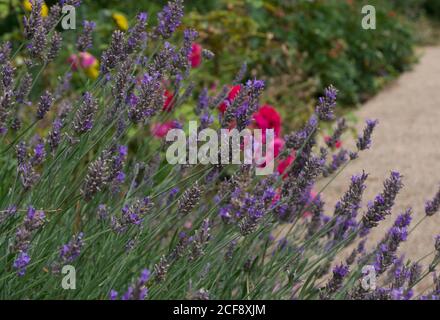 Garden flower bed with lavender and pink roses beside path Stock Photo