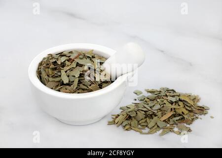 Boldo herb leaves used in herbal medicine for gallstones, rheumatism ...