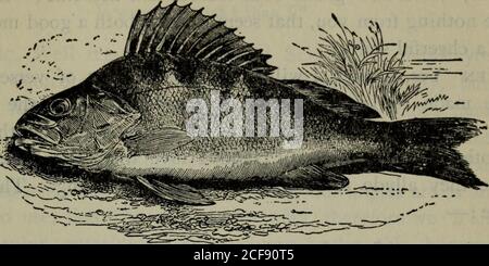 . The complete angler : or The contemplative man's recreation. sons of the year; he is very abstemious in win-ter, yet will bite then in the midst of the day, if it be warm :and note, that all fish bite best about the midst of a warm dayin winter, and he hath been observed by some not usually tobite till the mulberry-tree buds; that is to say, till extremefrosts be past the spring : for when the mulberry-tree blossoms,many gardeners observe their forward fruit to be past the dan-ger of frosts ; and some have made the like observation ofthe Pearchs biting. But bite the Pearch will, and that ver Stock Photo