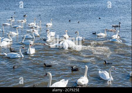 A brawl and chase among swans. A huge flock of mute swans gather on lake. Cygnus olor. Stock Photo