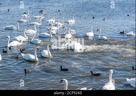 A brawl and chase among swans. A huge flock of mute swans gather on lake. Cygnus olor. Stock Photo