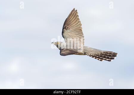 cuckoo spreads its wings flying across the sky Stock Photo