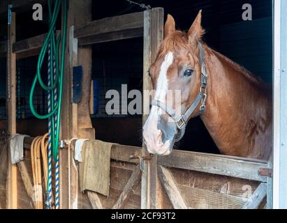 A mustang horse standing at the gate to its stall in the barn. Stock Photo