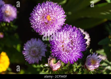 Purple asters close-up in the garden. Autumn flowers on a blurry background. Top view of bright Sunny flowers. Stock Photo