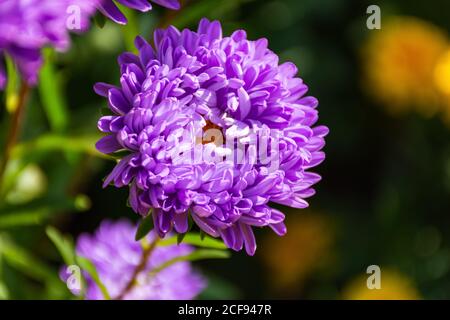 Purple asters close-up in the garden. Autumn flowers on a blurry background. Top view of bright Sunny flowers. Stock Photo